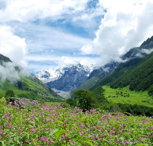 dzukou-valley-valley-of-flower-of-nagaland-img